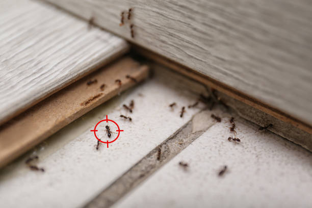 Best Termite Control Services  in Oglesby, IL