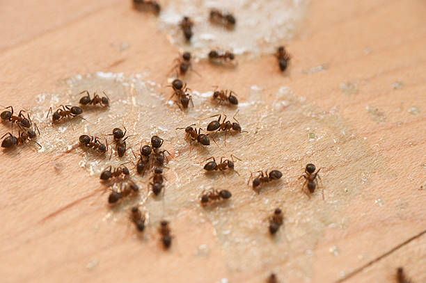 Best Ant Control Services  in Oglesby, IL