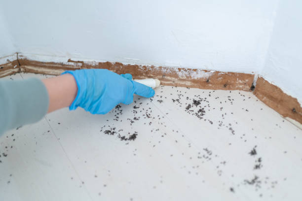 Best Spider Control Near Me  in Oglesby, IL